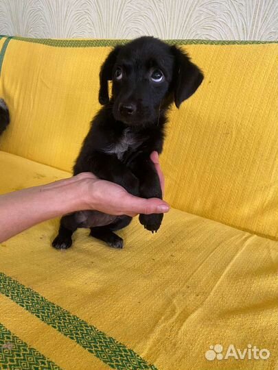 Стеша щенокот маленькой собачки