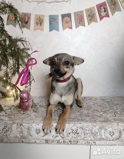 Мышка малышка