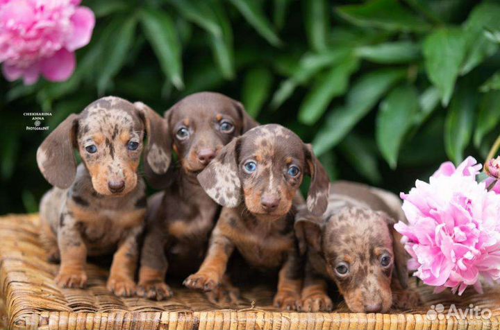 Мини и кроличьи щенки