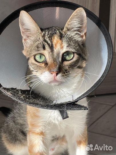 Ищем дом, помогите спасти кошечку