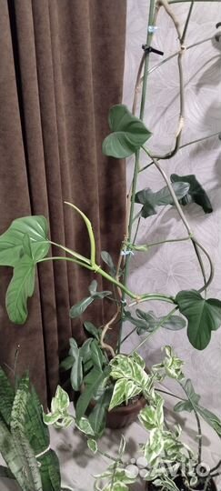 Филодендрон