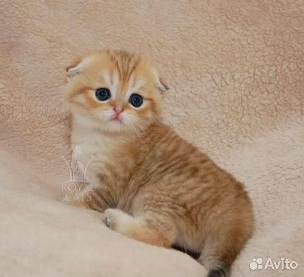 Шотландская