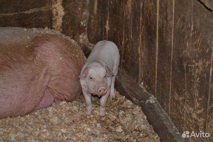 Поросята Ландрас