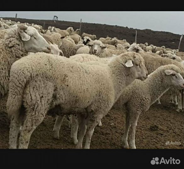 Ярочки ягнята