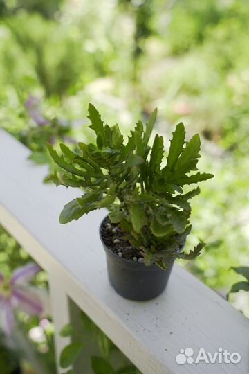 Каланхоэ оленьи рожки