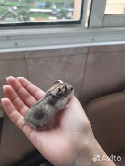 Хомяк