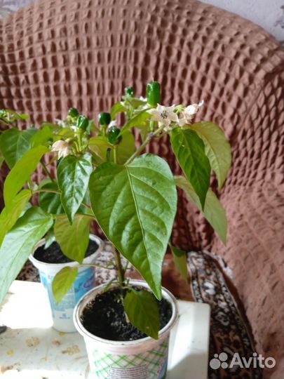 Рассада острого перца