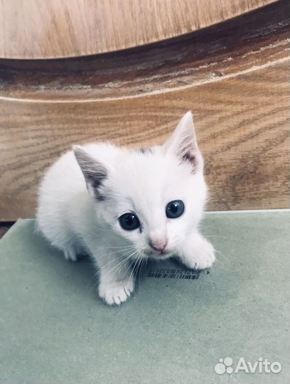 Котята бесплатно