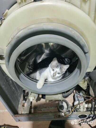 Кошка и кот в добрые руки