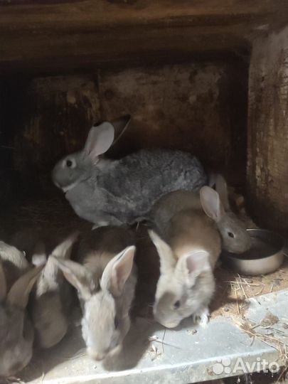 Кролики фландер, ризен