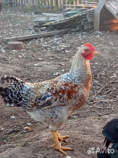 Молодые петушки