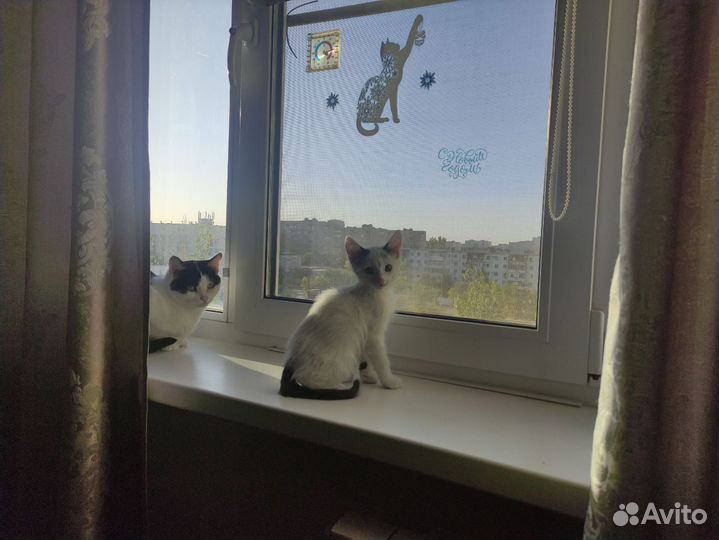 Котёнок