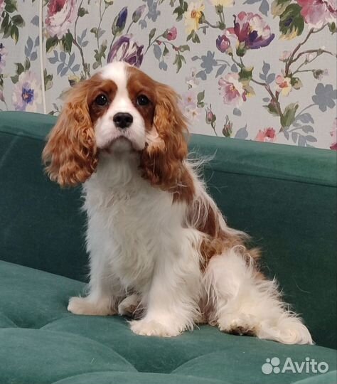 Кавалер Кинг Чарльз Спаниель
