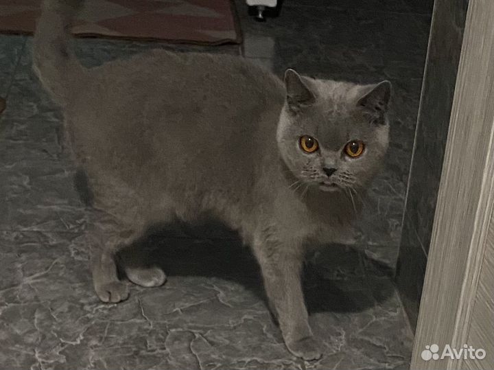 Британская кошечка12:12:23г