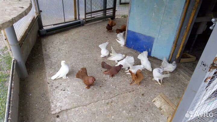 Статные голуби