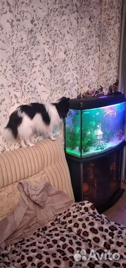 Малый немецкий шпиц