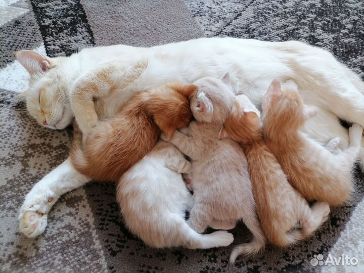 Котята в добрые руки