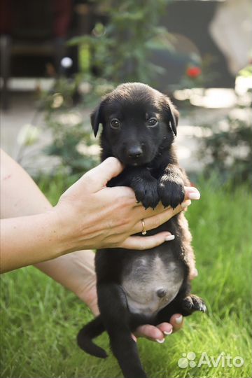 Щенок в добрые руки бесплатно