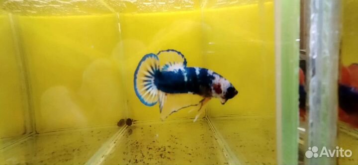 Рыба петушок самцы