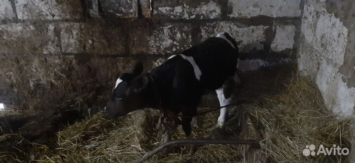 Телята бычки