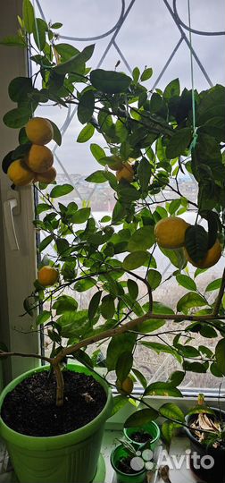 Павловский Мандарин(померанец)