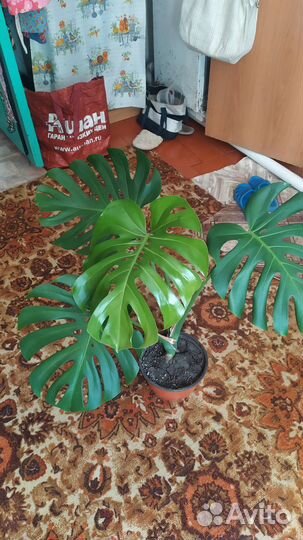 Домашние цветы