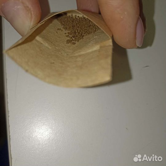 Сальпиглосис