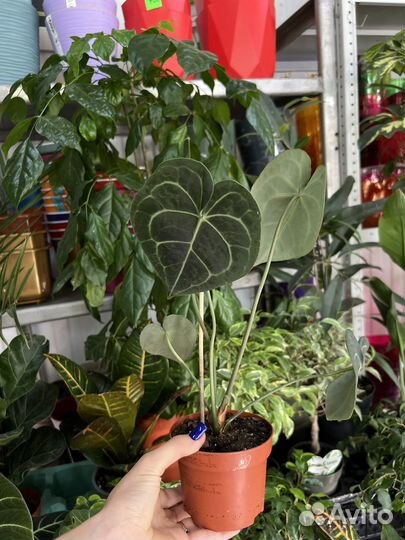 Антуриум кларинервиум Хрустальный