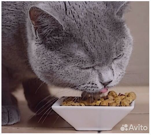 Сухой корм для кошек Royal Canin /4 кг