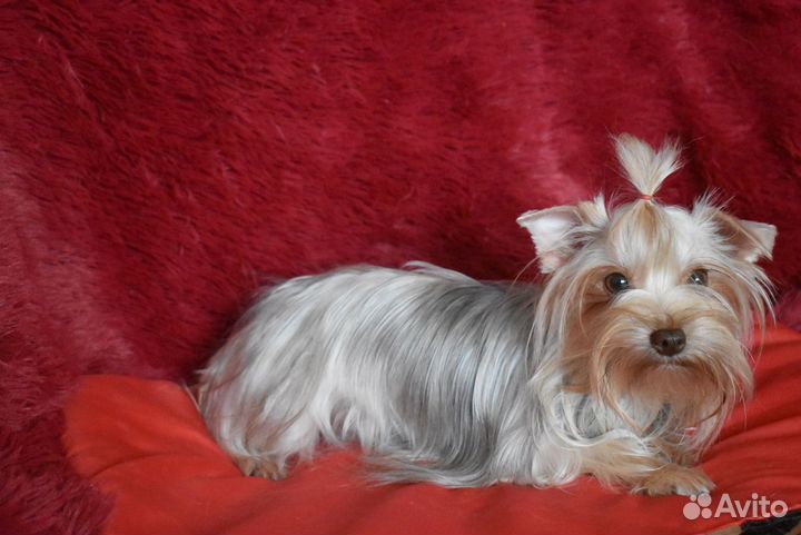 Йорк - девочка 1,2 года