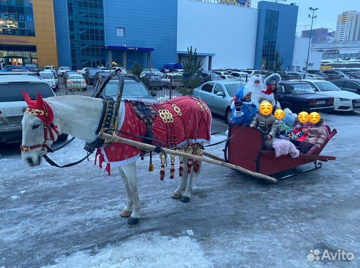 Дед Мороз и Снегурочка в санях с лошадью