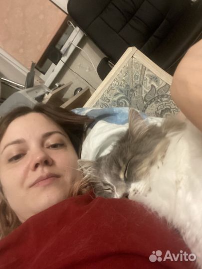 Передержка кошек