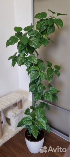 Фикус Бенджамина и Гибискус- китайская роза