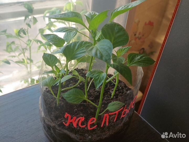 Рассада перца сладкого