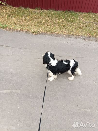 Кавалер Кинг Чарльз спаниель триколор