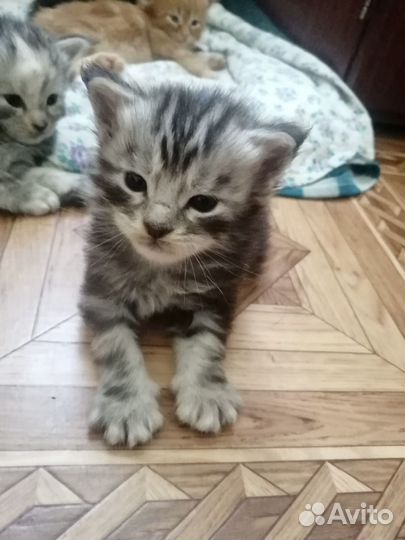 Котята мейн-кун