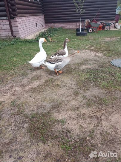 Семья гусей