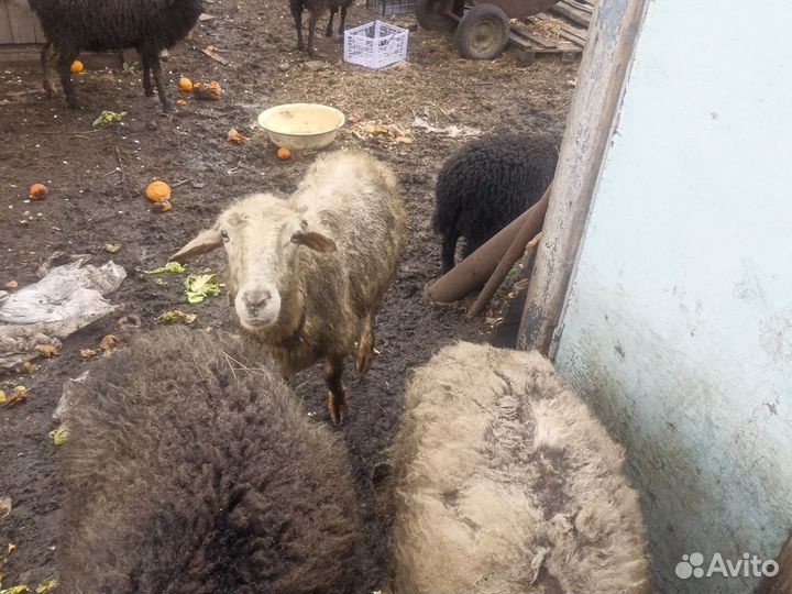 Овцы бараны