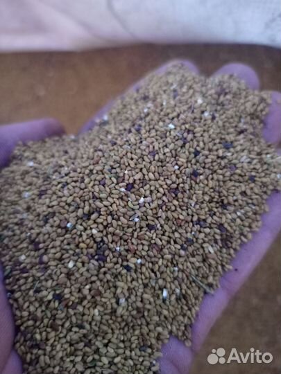 Семена люцерны