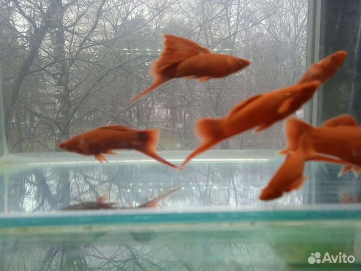Меченосцы рубиновые