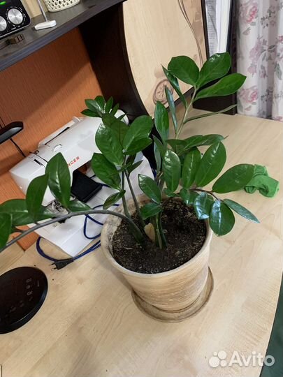 Замиокулькас с горшком