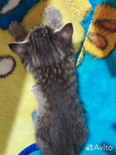 Котёнок