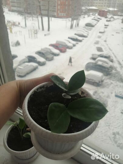 Замиокулькас