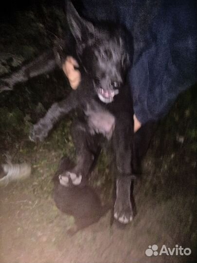 Отдам собак бесплатно есть один кабель 3 сучки