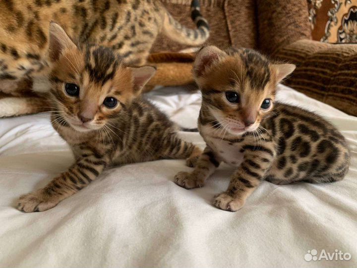 Бенгальские котята