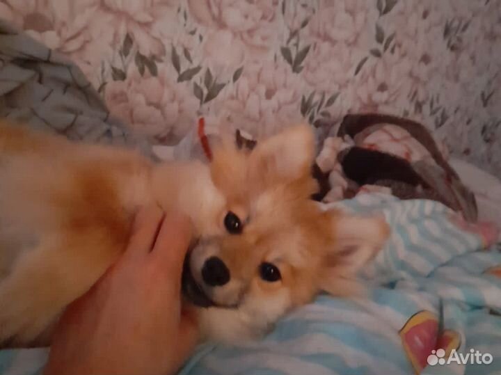 Немецкий шпиц