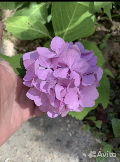 Гортензия крупнолистная