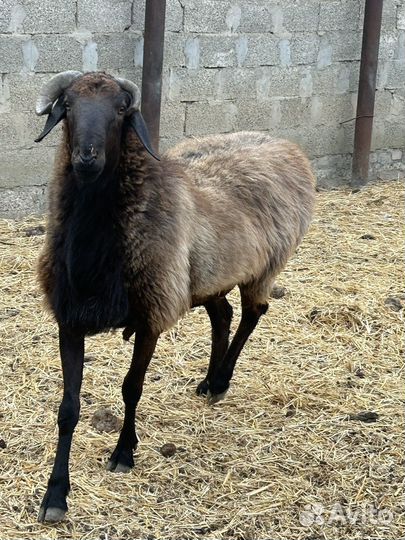 Баран на племя