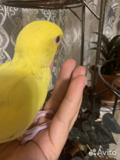 Ручной ожереловый поругай