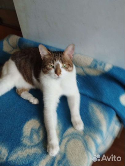 Котик в добрые руки бесплатно